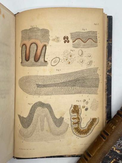 KÖLLIKER, Albert von. Mikroskopische anatomie...