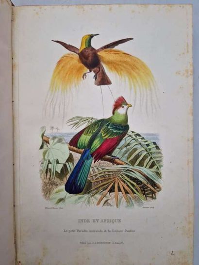 BOITARD, Pierre. Le Jardin des Plantes, description...