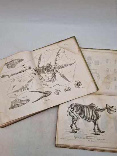 CUVIER, Georges. Recherches sur les Ossemens...