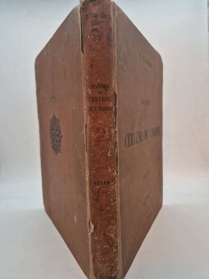 BRISSAUD, Edouard. Anatomie du Cerveau de...