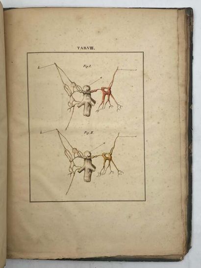 LOBSTEIN, Jean Frédéric. De Nervi sympathetici...