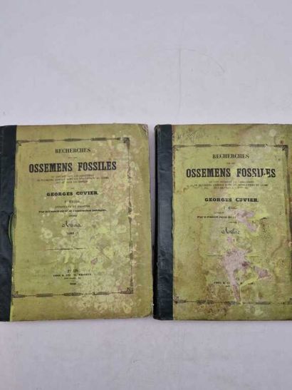 CUVIER, Georges. Recherches sur les Ossemens...