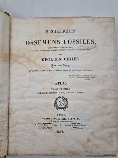 CUVIER, Georges. Recherches sur les Ossemens...