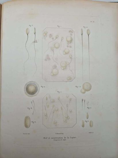 POUCHET, Félix Archimède. Théorie Positive...