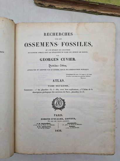 CUVIER, Georges. Recherches sur les Ossemens...
