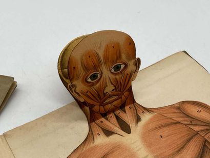 ANATOMY. Two plates. Beautiful set of two...