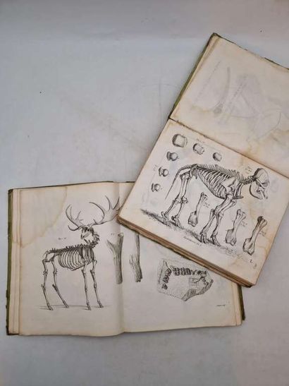 CUVIER, Georges. Recherches sur les Ossemens...