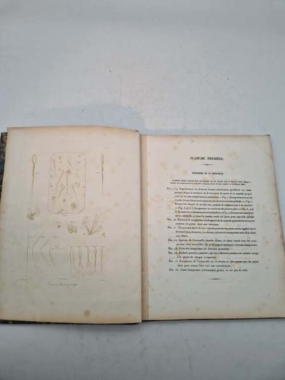 POUCHET, Félix Archimède. Théorie Positive...