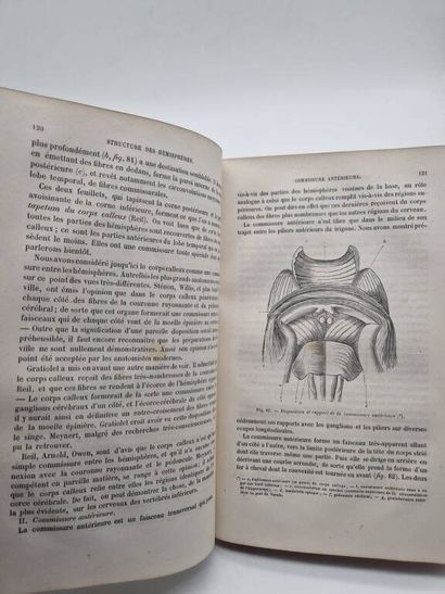 HUGUENIN, Gustav. Anatomie des Centres Nerveux....