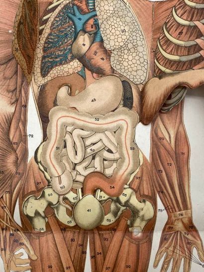 ANATOMY. Two plates. Beautiful set of two...