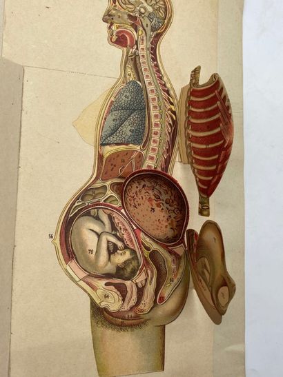 ANATOMY. Two plates. Beautiful set of two...