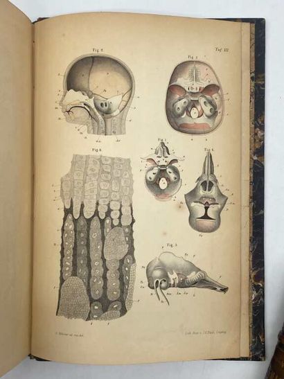KÖLLIKER, Albert von. Mikroskopische anatomie...