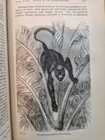 DARWIN, Charles. The Descent of Man and Selection...