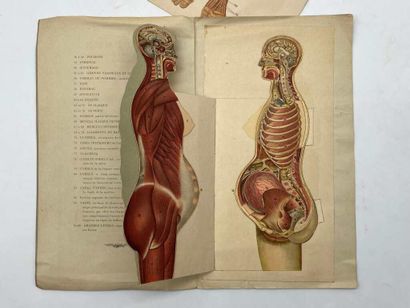 ANATOMY. Two plates. Beautiful set of two...