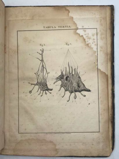 LOBSTEIN, Jean Frédéric. De Nervi sympathetici...