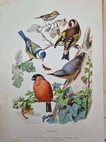 BOITARD, Pierre. Le Jardin des Plantes, description...