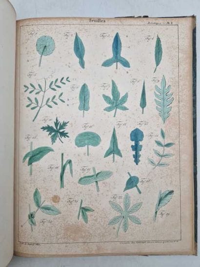 SAUCEROTTE, C. Elémens d'Histoire Naturelle,...