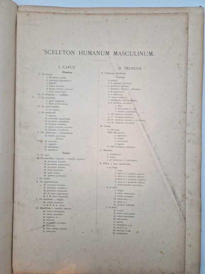 SCHADOW, Gottfried. Lehre von den Knochen...