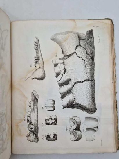 CUVIER, Georges. Recherches sur les Ossemens...