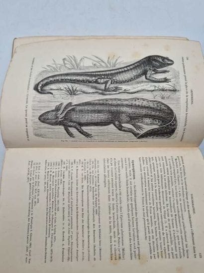 BALFOUR, Francis. Traité d'Embryologie et...