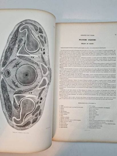 LE GENDRE, Eugène Quintien. Anatomie Chirurgicale...