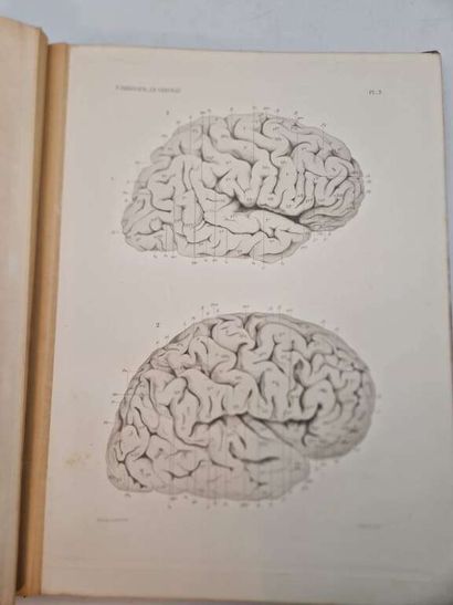 BRISSAUD, Edouard. Anatomie du Cerveau de...