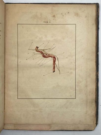 LOBSTEIN, Jean Frédéric. De Nervi sympathetici...