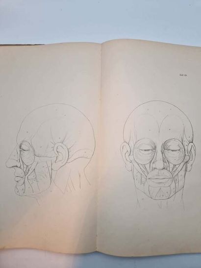 SCHADOW, Gottfried. Lehre von den Knochen...