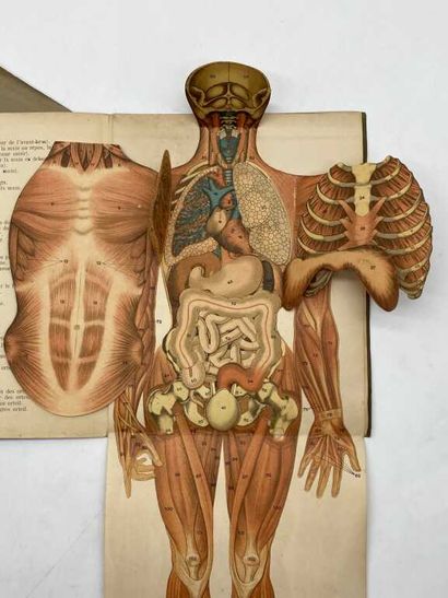 ANATOMY. Two plates. Beautiful set of two...