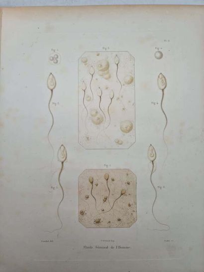 POUCHET, Félix Archimède. Théorie Positive...