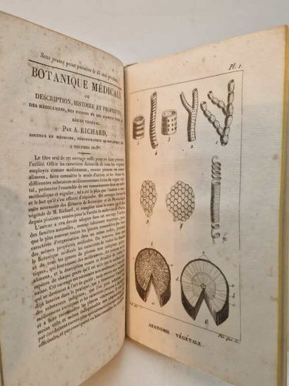 RICHARD, Achille. Nouveaux Elémens de Botanique...