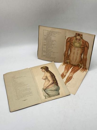 ANATOMY. Two plates. Beautiful set of two...