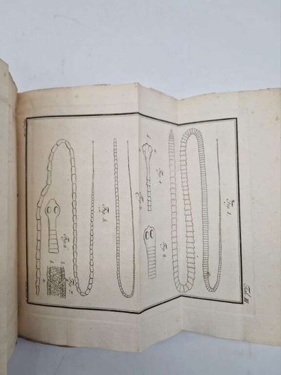 BLOCH, Marcus Elieser. Traité de la Génération...