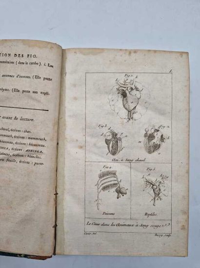 CUVIER, Georges. Tableau Elémentaire de l'Histoire...