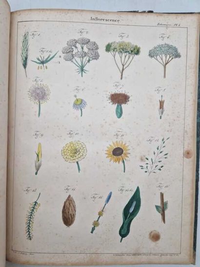 SAUCEROTTE, C. Elémens d'Histoire Naturelle,...