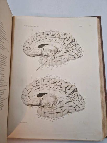 BRISSAUD, Edouard. Anatomie du Cerveau de...