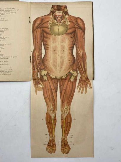 ANATOMY. Two plates. Beautiful set of two...