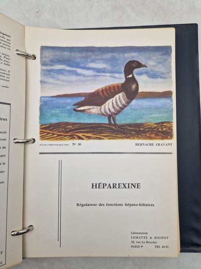 [ORNITHOLOGY]. Atlas.
Published in Paris...