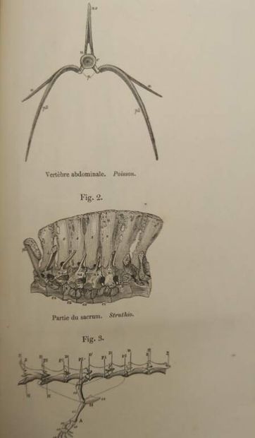OWEN, Richard. Principes d'ostéologie comparée...