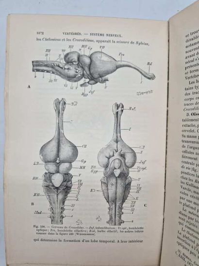 PERRIER, Rémy. Eléments d'Anatomie Comparée.
Published...