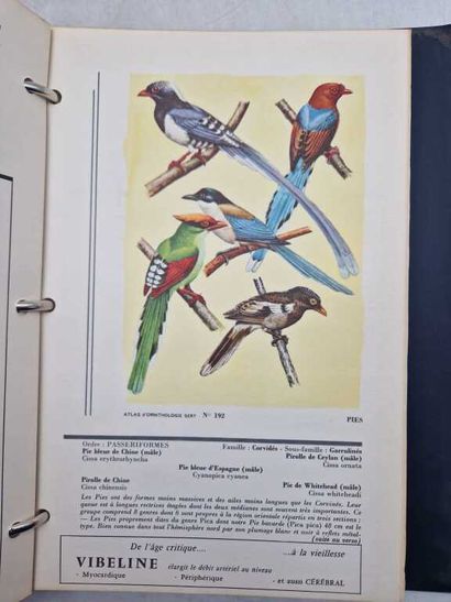 [ORNITHOLOGY]. Atlas.
Published in Paris...