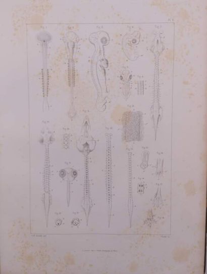 RAMBAUD, A. and RENAULT, Charles. Origine...