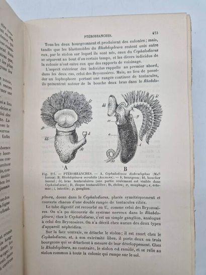 PERRIER, Rémy. Eléments d'Anatomie Comparée.
Published...