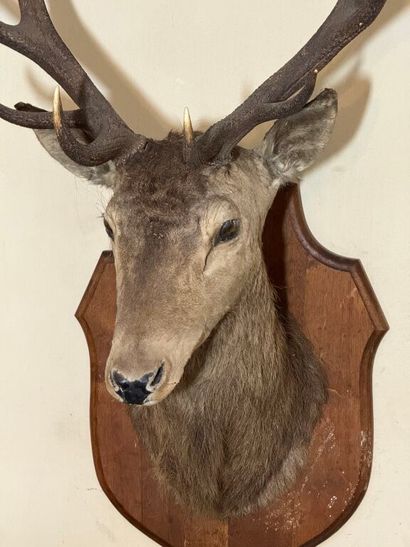 Trophée de chasse d'un grand cerf maintenu...