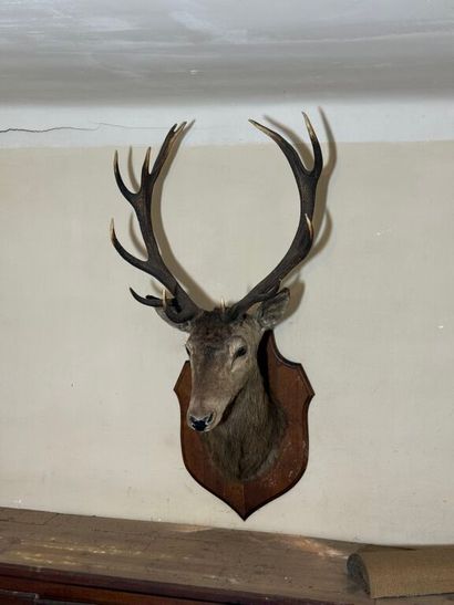 Trophée de chasse d'un grand cerf maintenu...