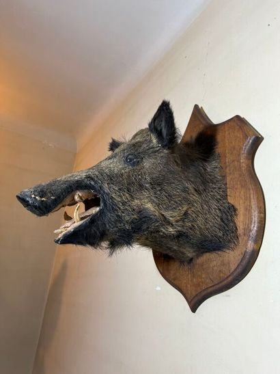 Trophée de chasse d'un sanglier maintenu...