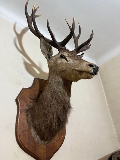 Trophée de chasse d'un grand cerf maintenu...