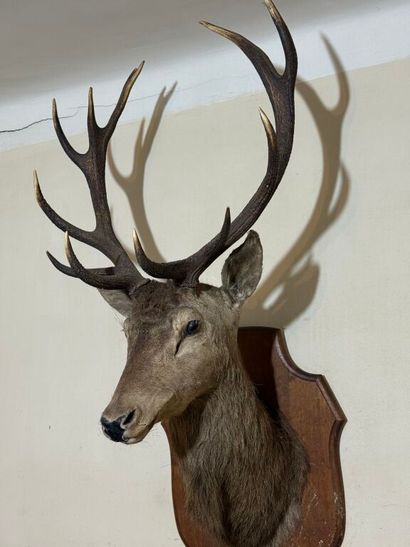 Trophée de chasse d'un grand cerf maintenu...
