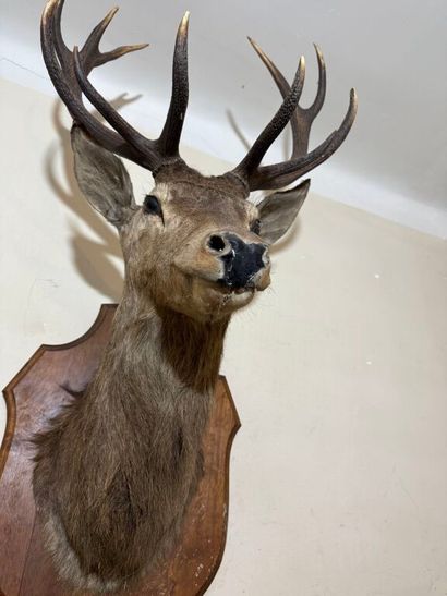 Trophée de chasse d'un grand cerf maintenu...