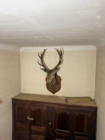 Trophée de chasse d'un grand cerf maintenu...